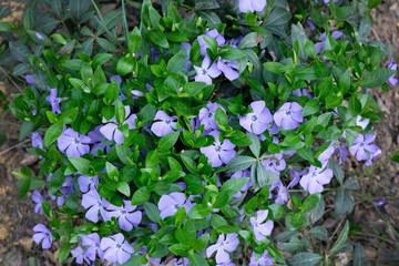 Small bush blooming purple periwinkle in the park, top view. Vinca minor (small periwinkle, common...