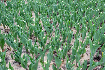 White unblown tulips in the garden shortly before flowering. Young green leaves of tulips. Growing flowers on the field in early spring