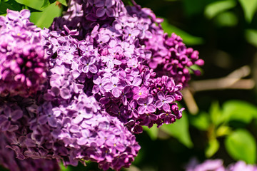 Very beautiful bright blooming lilac, purple, on a Sunny day against the sky with clouds and green leaves. Spring, may, fragrant bouquets, rich smell.