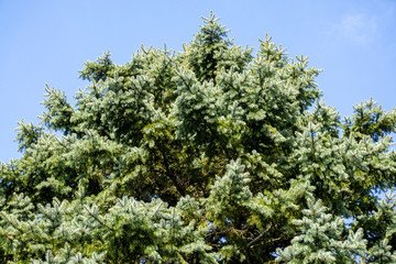 Branches of high blue spruce picea pungens against blue sky. Close-up. Blue spruce growing in the garden. Concept of nature of North Caucasus for design