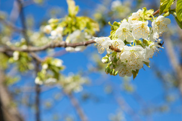 Cherry blossoming white flowers on a branch of blue sky background