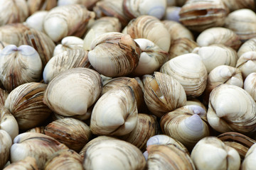 fresh raw Surf clam background