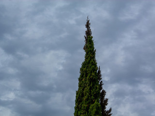 Pine tree, cloudy background