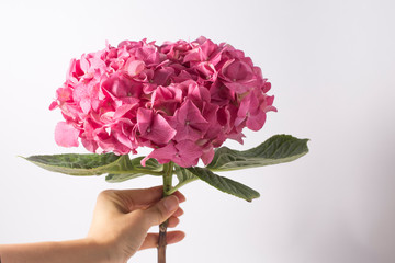 Pink flower hydrangea on white background.