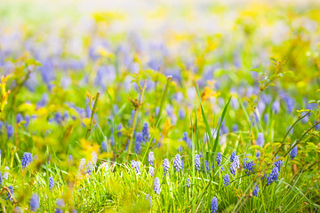Fototapeta premium Field of blooming flowers. Red, pink and yellow tulips. Space for a text.