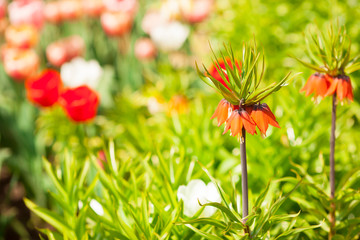 Field of blooming flowers. Red, pink and yellow tulips. Space for a text.