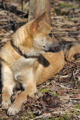 beautiful red dog mongrel collar