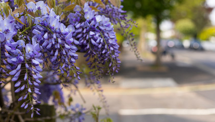 Beautiful Wisteria Blossom on Street Blur View - Natural Banner. Horizontal Image. Blurred Background with Copy Space. Concept: Spring in City.