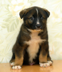 small brown with white breast puppy half-breed