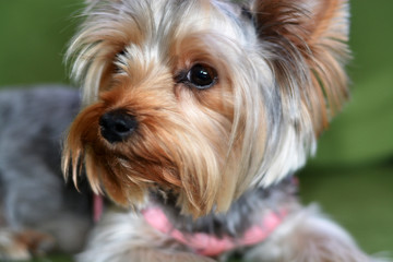 Puppy of the Yorkshire Terrier, the dog is lying on a green sofa, a large puppy portrait, vertical format, a puppy of 8 months