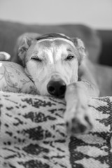 tired greyhound dog resting on couch with focus on eye