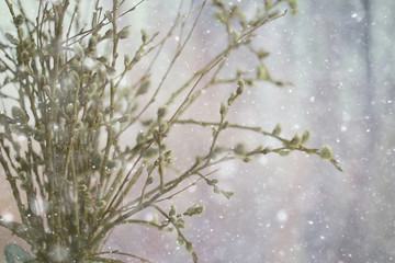 pussy-willow willow / branches bloom, spring concept, Easter holiday, background