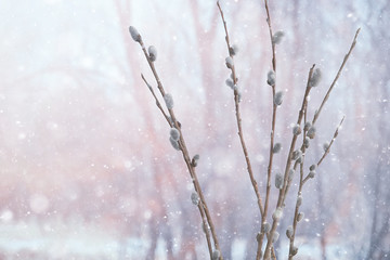Obraz premium pussy-willow willow / branches bloom, spring concept, Easter holiday, background