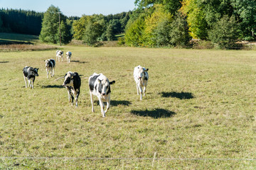 Fototapeta premium Kühe laufen auf der Weide