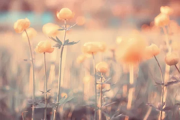 Photo sur Plexiglas Rose clair fond de fleurs de printemps ou d& 39 été / fleurs de paysage nature tonique vintage
