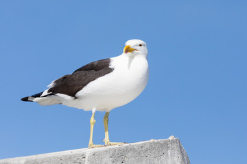 Kelp Gull, Larus dominicanus vetula, perched on cement bollard, Lamberts Bay, South Africa
