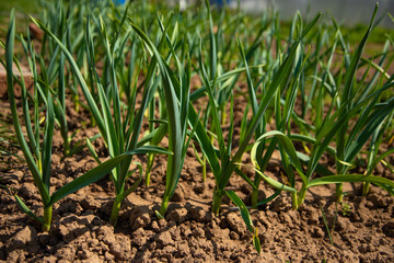 Fototapeta premium Farming and agriculture, young garlic grow in the garden