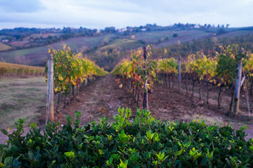 Weinanbau in der Toskana