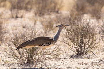 Kori Bustard, (Ardeotis kori), Kalahari, Northern Cape, South Africa