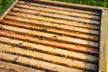 Beekeeping. Open beehive with bees.