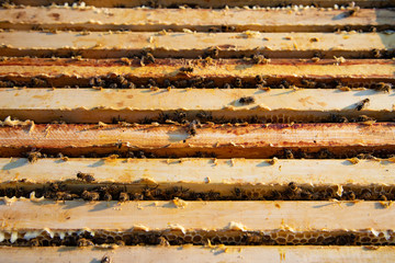 Beekeeping. Open beehive with bees.