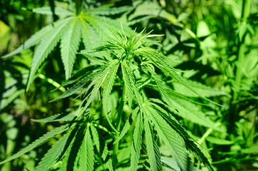 Close-up of green fresh foliage of cannabis plant