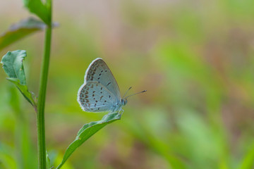 beautiful butterflies sitting on wild flower with colorful background. image
