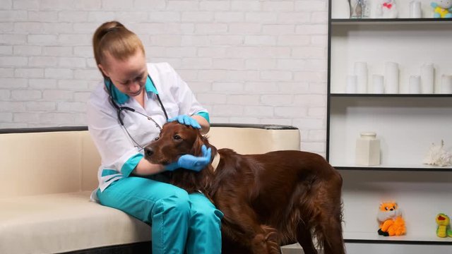 woman vet sits on couch and strokes dog before examination. Pedigreed dog at reception at doctor.