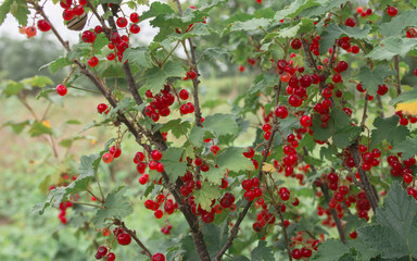 berries of red currant on branch