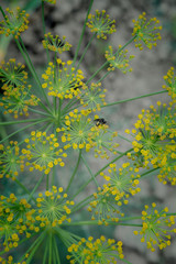 yellow flowers in the garden