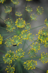 abstract floral background with yellow flowers