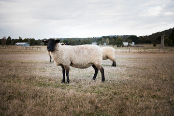 Fototapeta premium Sheep on a farm in Newham, Victoria