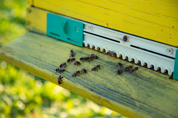 Bees at the entrance to the hive green grass background