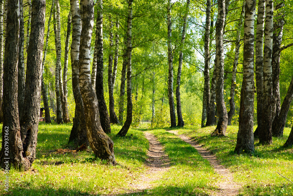 Wall mural landscape birch forest in spring