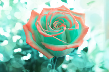 Two-tone rose colored with turquoise and coral on turquoise background.