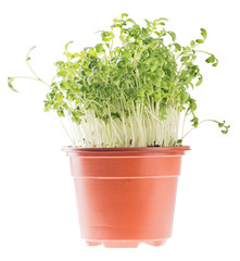 garden cress in pot isolated on white