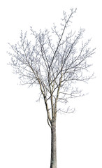 isolated on white maple bare tree