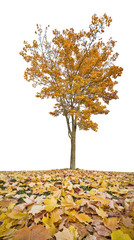 Naklejka na ściany i meble yellow autumn maple tree and leaves on grass
