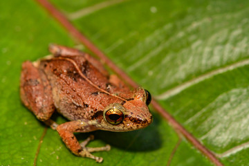 Lesser Antillean Whistling Frog (Eleutherodactylus johnstonei)
