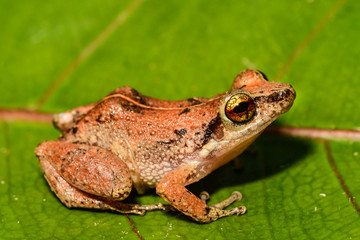 Lesser Antillean Whistling Frog (Eleutherodactylus johnstonei)