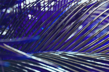 Obraz premium palm leaves lit by the sun blue color, blurred background