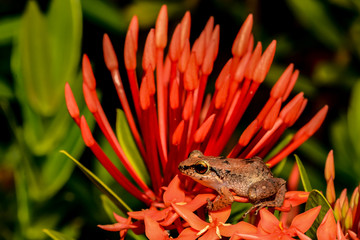 Lesser Antillean Whistling Frog (Eleutherodactylus johnstonei)