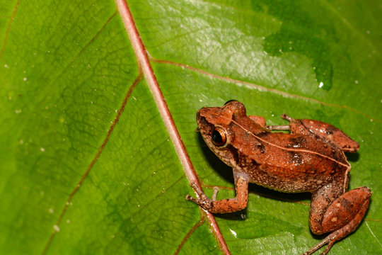 Lesser Antillean Whistling Frog (Eleutherodactylus johnstonei)
