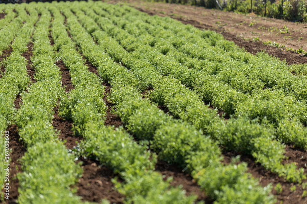 Wall mural rows of lentil plants in a field. agriculture