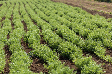 Fototapeta na wymiar Rows of lentil plants in a field. Agriculture