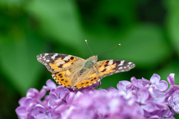 Fototapeta na wymiar butterfly Admiral at blooming lilac branch. green blurred background. springtime and summer concept. copy space.