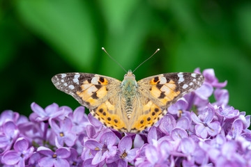 butterfly Admiral at blooming lilac branch. green blurred background. springtime and summer concept. copy space.