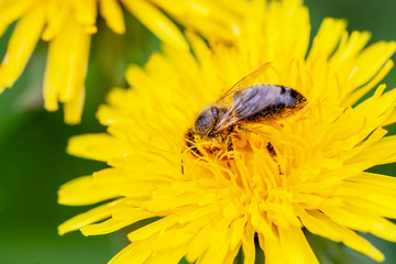 bee on a yellow dandelion flower at bloom. bee collects pollen from a flower.