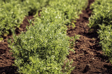 Rows of lentil plants in a field. Agriculture. Lentils growing in a vegetable garden