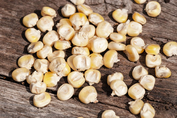corn seeds at wooden background.